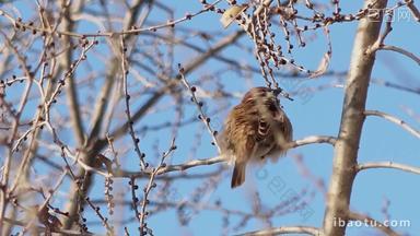 麻雀小鸟飞鸟天空树枝